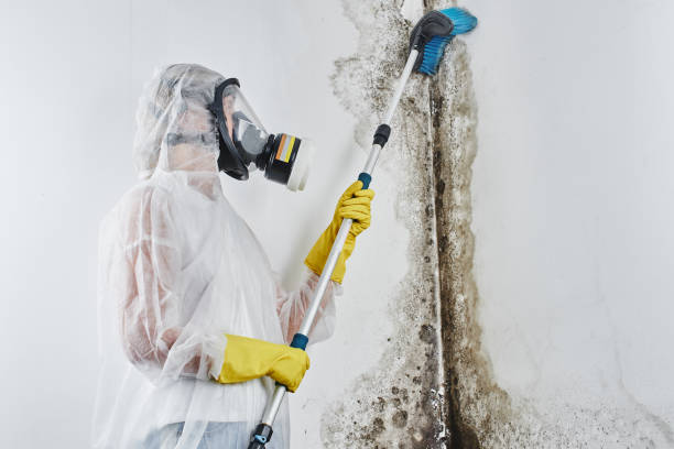 Best Fast Mold Removal  in Mission Nyon, CA