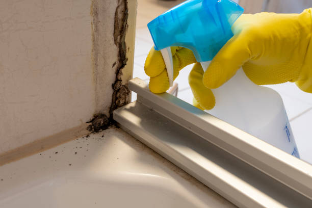Best Mold Damage Repair  in Mission Nyon, CA