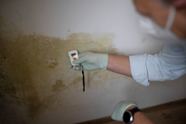 Best Local Mold Removal Service  in Mission Nyon, CA