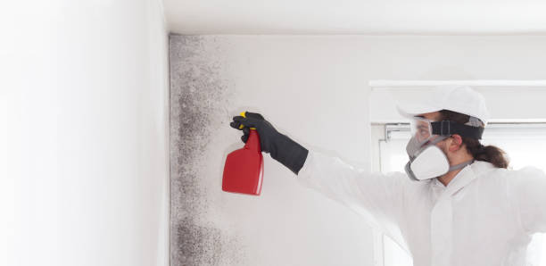 Best Residential Mold Removal  in Mission Nyon, CA