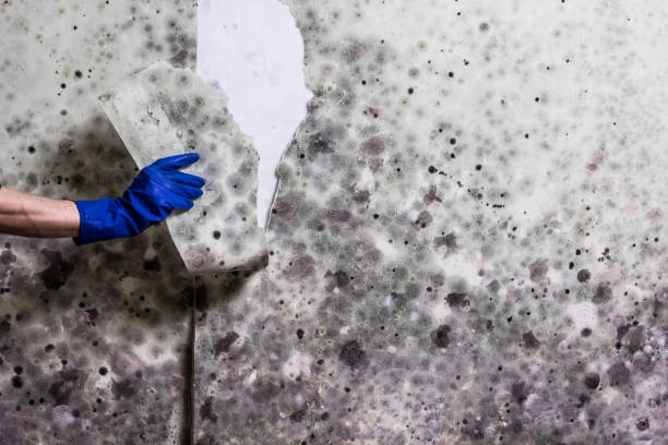 Best Home Mold Removal  in Mission Nyon, CA