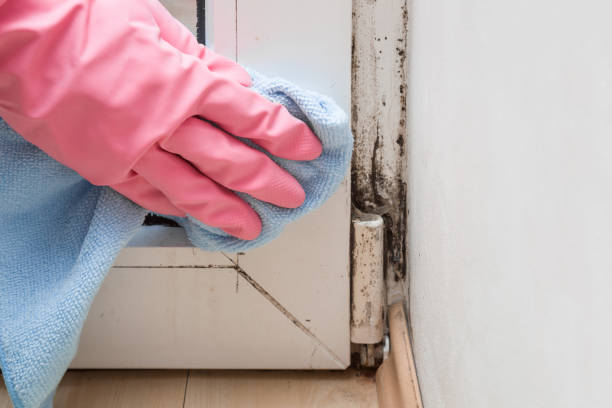 Best Toxic Mold Removal  in Mission Nyon, CA