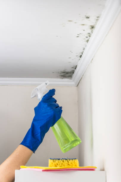 Attic Mold Removal in Mission Canyon, CA