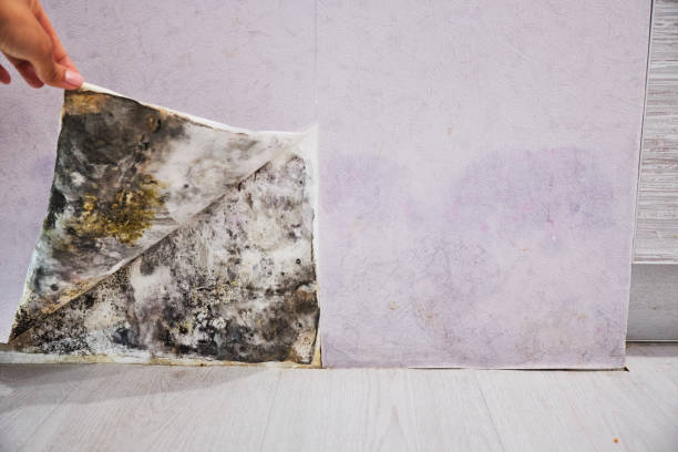 Professional Mold Removal in Mission Canyon, CA